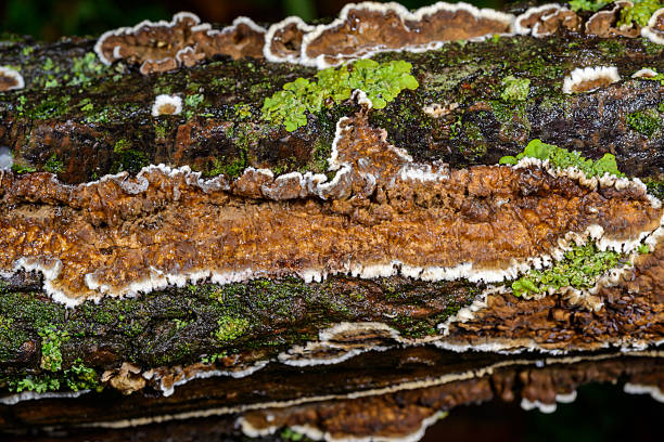 Cylindrobasidium evolvens - saprotrophic crust fungus on a rotten tree branch, Odessa