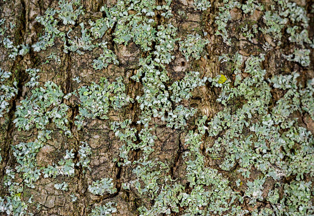 Xanthoria parietina - yellow-green lichen on a tree branch, Odessa