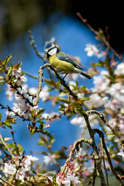 istock Eurasian Blue Tit perched on cherry blossom tree in British springtime 2207657070