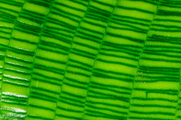 Calathea musaica, sheet with original rectangular coloring in yellow-green tones in a tropical greenhouse