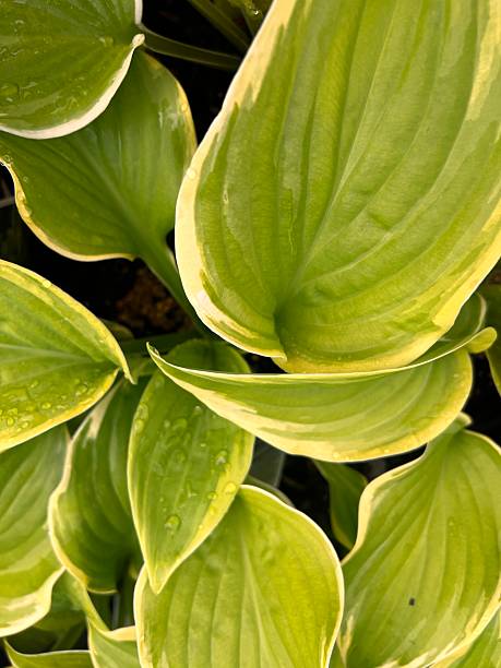 istock Lush green hosta leaves with dewdrops 2207657279