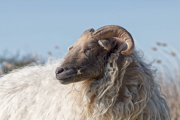 istock Close-Up of a Horned Sheep in Nature 2207660116