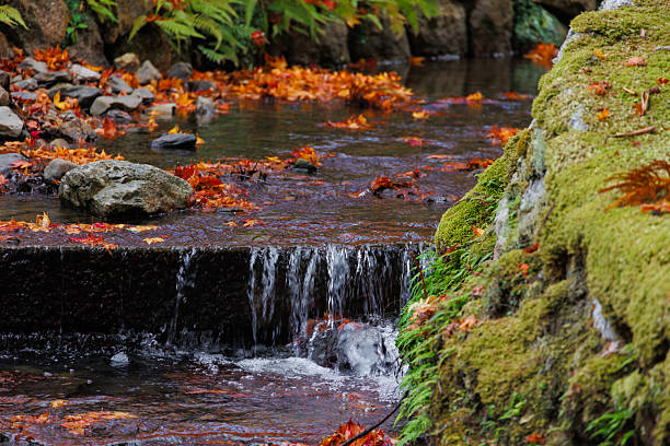 Beautiful autumn nature, red orange maple leaf drop on the river water fall with fern moss moisture natural background