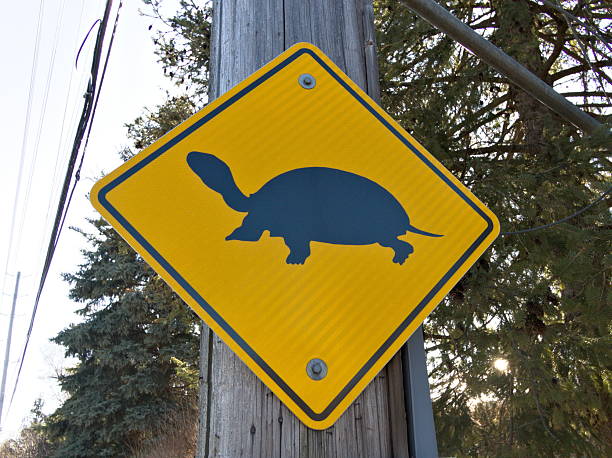 istock Watch for turtles crossing 2207661310