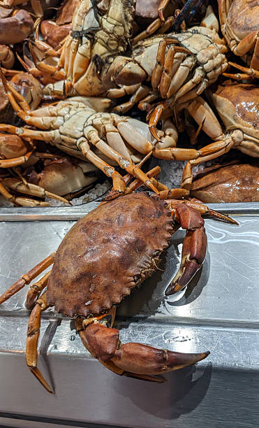 istock Crustaceans at the Supermarket 2207661636