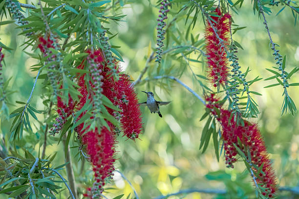 Free picture: ruby, throated, hummingbird, shrub