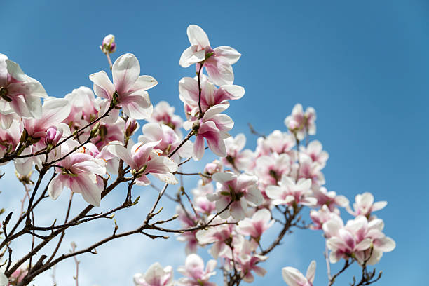 istock Pink magnolia tree on a blue sky background 2207662632