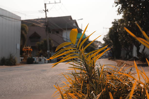 A serene and tranquil street scene is beautifully highlighted by vibrant greenery and the soft glow of evening light