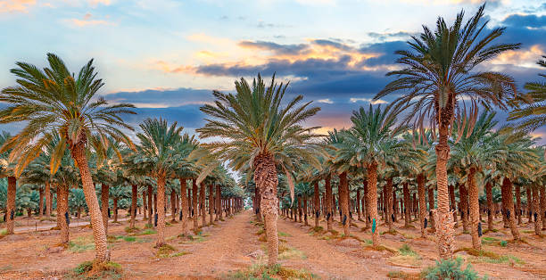 istock Sunset light on plantation of date palms, Middle East 2207664796
