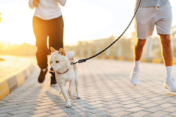 istock Morning Jog with Dog in Dubai Warm Sunrise Light 2207664831