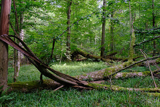 istock Moss wrapped part of broken hornbeam lying 2207664961