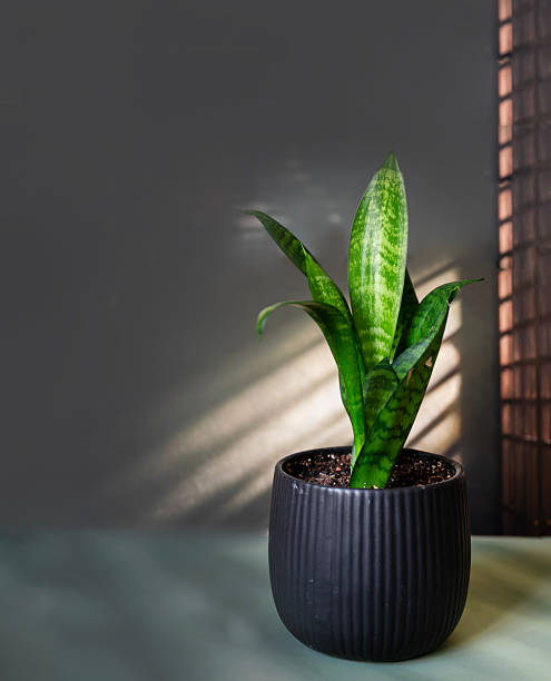 istock Sansevieria , snake plant on wooden background 2207665185