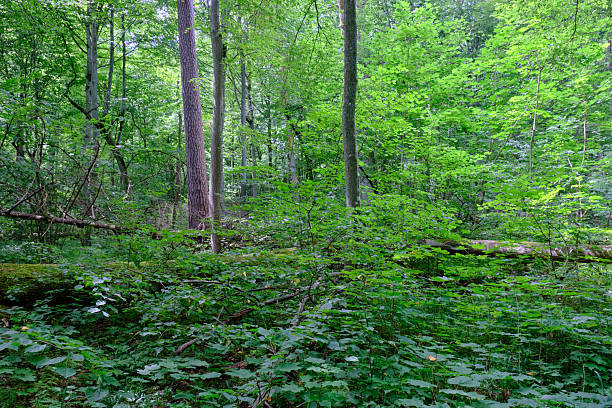 istock Moss wrapped part of broken hornbeam lying 2207665417