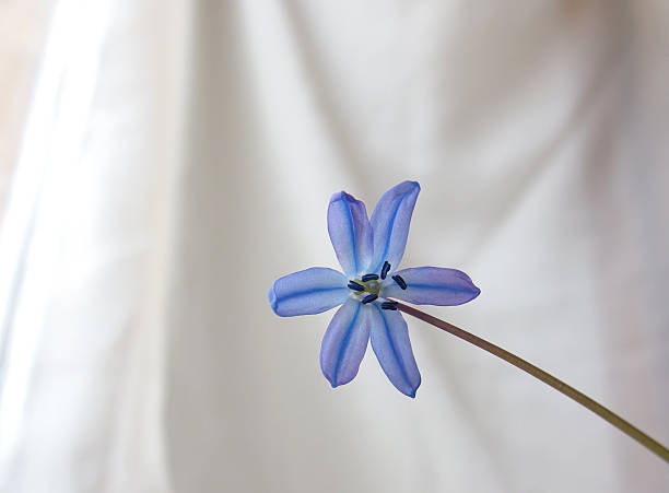 istock small single blue purple flower isolated on a light background 2207666021