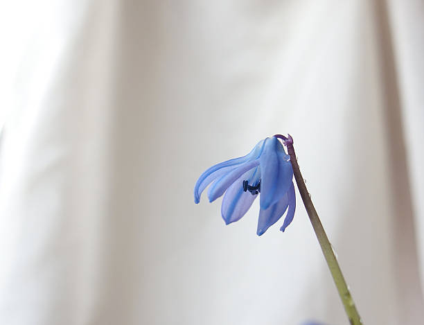 small single blue purple flower isolated on a light background