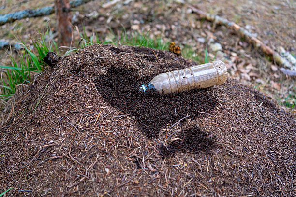 istock Forest pollution with plastic bottle: an ant nest destroyed, ants gathered around plastic waste, illustrating the environmental issue of pollution and the threat to ecosystems. 2207666222