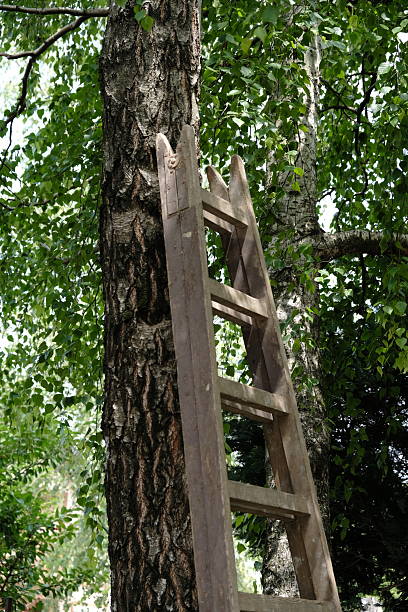 istock Old Wooden Ladder Leaning Against a Tree 2207666923