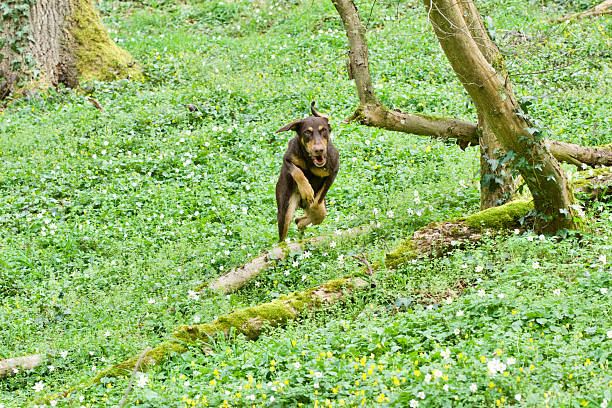 Front view of a running ,jumping brown dog in a forest at early spring surrounded by anemone flowers.