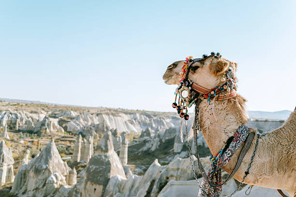 Entertainment  in Cappadocia Turkey. Camel riding