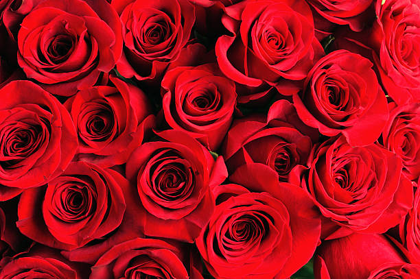 istock fresh red roses in a bouquet as background 2207668791