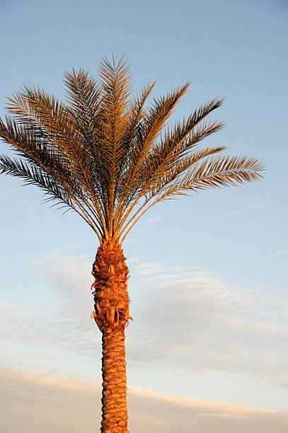 istock palm trees under morning sunlight with gold color 2207668829