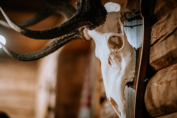 Madona, Latvia - February 15, 2025 - Mounted deer skull with antlers displayed on a wooden wall, serving as rustic decor in a lodge or cabin-style interior.