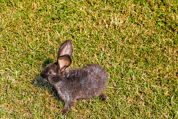 A rabbit (Oryctolagus cuniculus) sitting in a grassy field in the south of England
