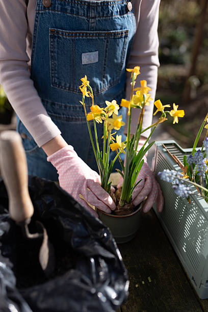 istock Spring planting – mature woman potting daffodils, close-up 2207669499