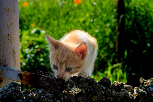 ginger kitten enjoying sunset near sea