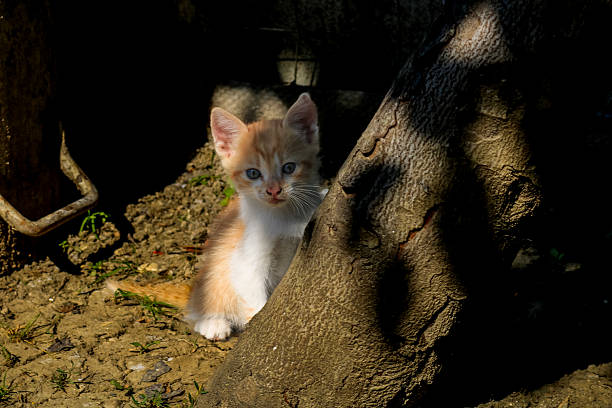 cute cat on the tree
