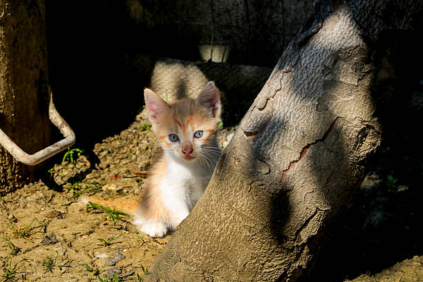 istock Baby cat exploring the environment in the garden. Cute kitten playing 2207669732