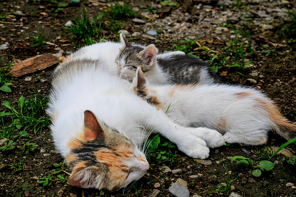 Orange cats mother and baby playing on the ground.