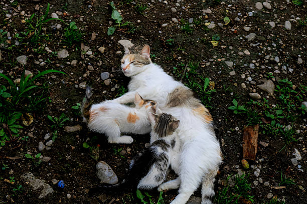 Cat nursing her kittens. Mom cat hugging her kitten with love