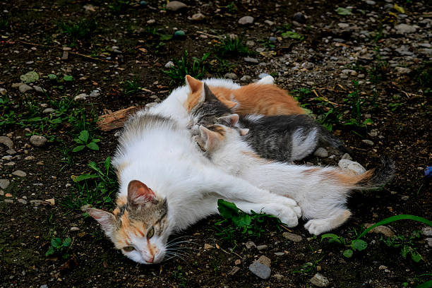 Cat nursing her kittens. Mom cat hugging her kitten with love