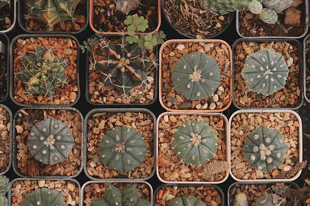 This image shows a stunning overhead view of vibrant cacti in square pots, highlighting their unique textures