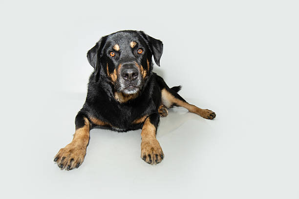 Happy Rottweiler dog laying on dark grey background studio