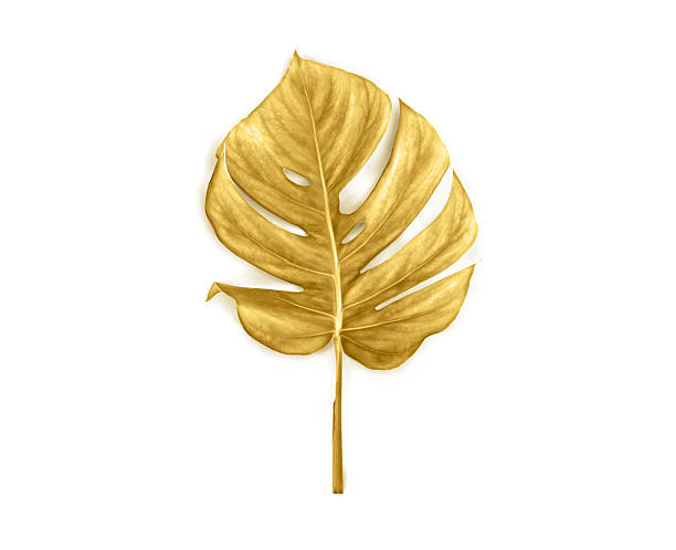 istock Tropical golden leaf monstera on white background. Top view, flat lay 2207673200