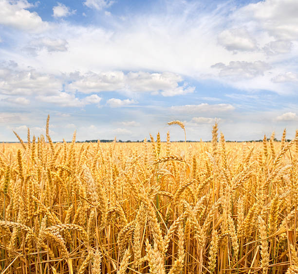 Field wheat in period harvest on background cloudy sky