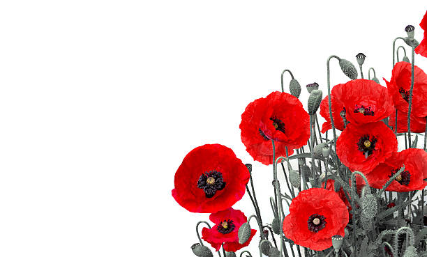 istock Flowers red poppies (Papaver rhoeas, common names: corn poppy, corn rose, field poppy, red weed, coquelicot ) on a white background with space for text. 2207673277