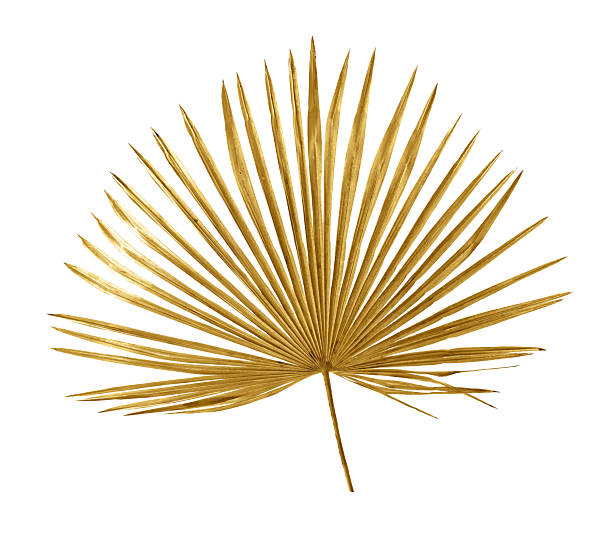 istock Tropical golden leaf palm tree on white background. Top view, flat lay 2207673668