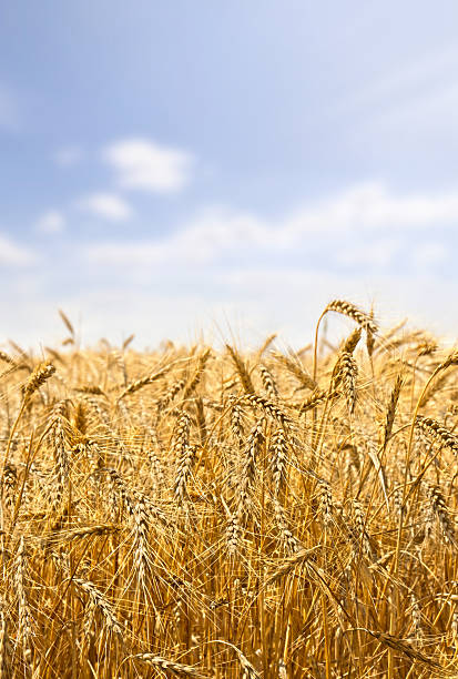 Field wheat in period harvest on background cloudy sky