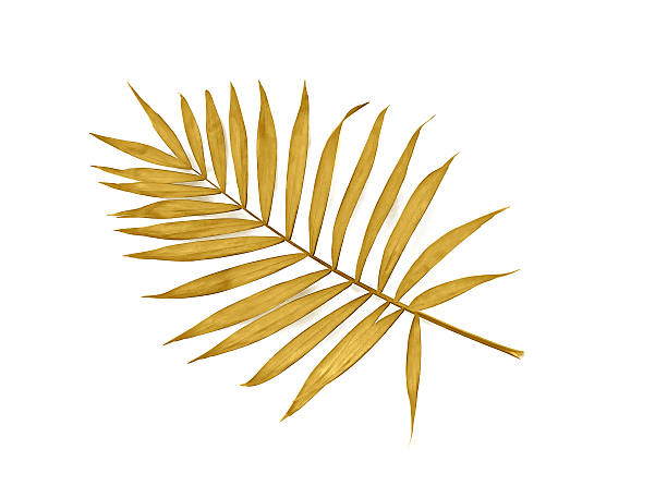 istock Tropical golden leaf palm tree on white background with space for text. Top view, flat lay 2207674044