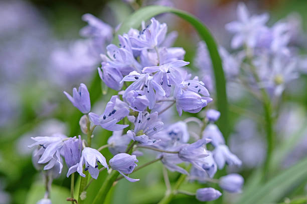 istock Blue Scilla bifolia, the alpine squill, Turkish squill,  or two leaf squill in flower 2207675233