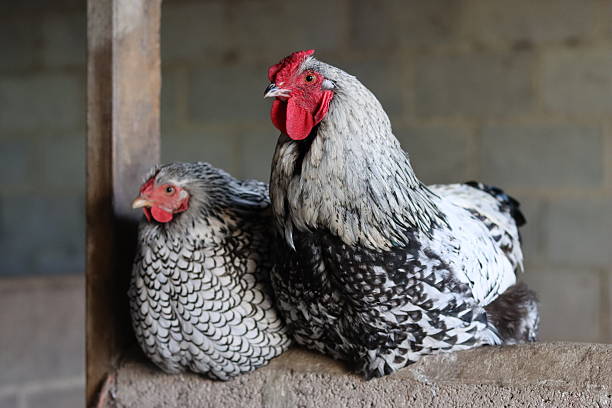 Wyandotte cockerel and hen sitting on a barn wall