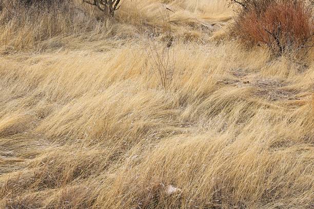 istock Waves of blowing dry grass on a hill. 2207676526