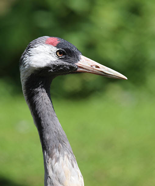 istock Grauer Kranich / Common crane / Grus grus 2207676604