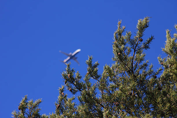 You can barely see the plane over the tree
