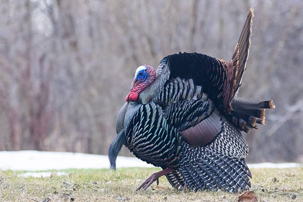 istock Male Wild Turkey  parade 2207677637