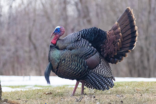 istock Male Wild Turkey  parade 2207677640