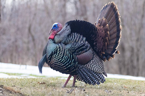 istock Male Wild Turkey  parade 2207677643